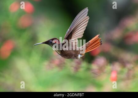 Una colibrì Ruby Topaz (Crysolampis mosquitus) che si inonda nell'aria con uno sfondo scuro e sfocato. Uccello tropicale in natura. Uccello in volo. Foto Stock