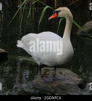 Kyhmyjoutsen, cygnus olor Foto Stock