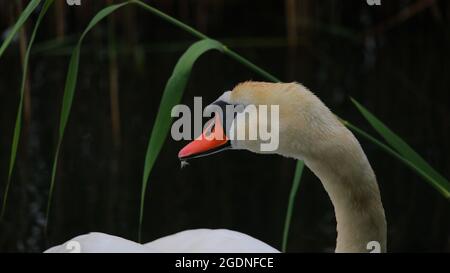 Kyhmyjoutsen, cygnus olor Foto Stock