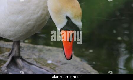 Kyhmyjoutsen, cygnus olor Foto Stock