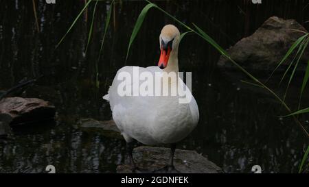 Kyhmyjoutsen, cygnus olor Foto Stock