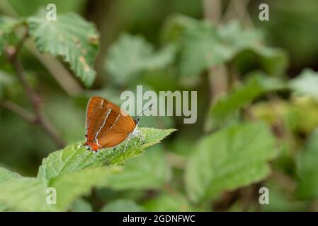 Bella immagine di rara farfalla marrone Hairstreak Thecla Butulae in inglese Countrysdie prato di fiori selvatici in estate Foto Stock