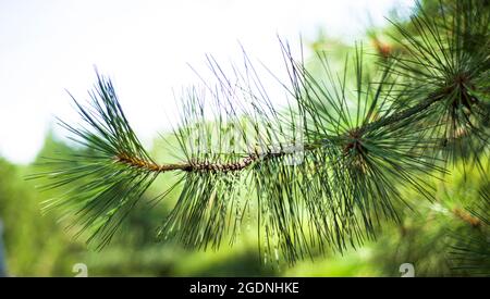 Ramo di pino sullo sfondo della natura. Aghi di pino. Sfondi naturali per il testo. Foto Stock