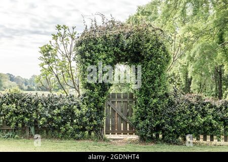 Cortile esterno o cancello cortile anteriore coperto di verde Foto stock -  Alamy