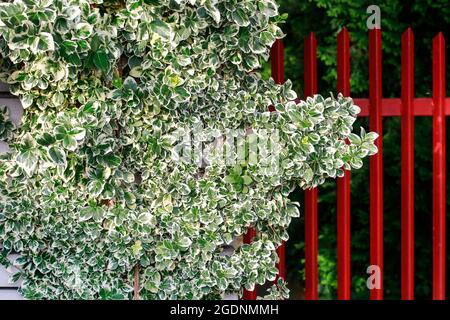 Euonymus fortunei (nomi comuni fuso o Fortune's fuso, superriduttore invernale o Wintersuperriduttore) pianta nel giardino. Foto Stock