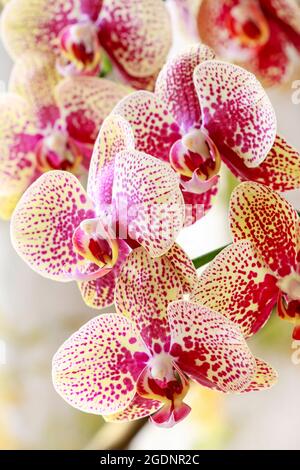 Fiori di orchidee rosa e giallo. Arredamento domestico Foto Stock