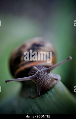 Lumaca comune giardino (Helix aspersa) singolo adulto su una foglia in un giardino Foto Stock