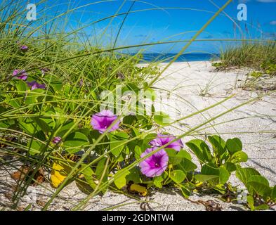 La Gloria di mattina dei piedi di capra o la Gloria di mattina della spiaggia conosciuta anche come Vine di Rainroad o Bayhops sulla spiaggia di Nokomis sul Golfo del Messico in Nokomis Florida USA Foto Stock