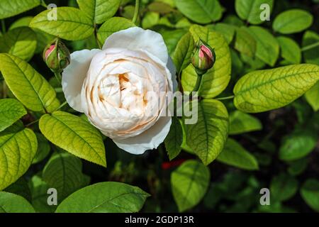 Una bella rotonda morbida St Cecilia Rose fiore e due boccioli presso i giardini formali del Monte Edgcumbe Park, nel sud-est della Cornovaglia. Rose Garden a Mount ed Foto Stock