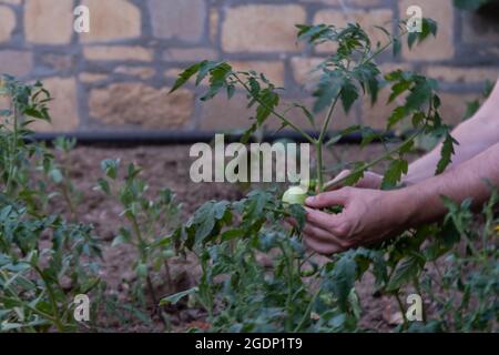 persona che raccoglie e piantando pomodoro dalla pianta nel giardino di cortile, agricoltura biologica, tenendo verdure con le mani Foto Stock