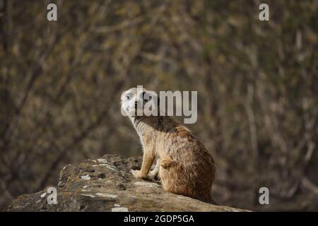 Vigile Suricate su Rock nel giardino zoologico. Zoo Africano animale chiamato Meerkat ((Suricata Suricatta). Foto Stock