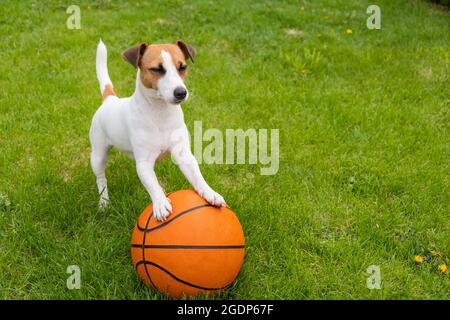 Cane jack russell terrier con una palla di basket su un prato verde. Foto Stock