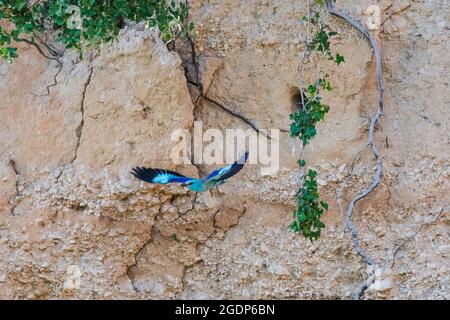 Un rullo europeo che vola fuori dal suo nido , Luberon , Francia Foto Stock