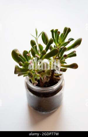 Pianta succulenta rossa di Crassula ovata Crosby in vasetto di vetro isolato su fondo bianco Foto Stock