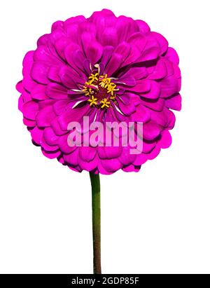 Fiore viola rosa di zinnia su stelo primo piano, isolato su sfondo bianco. Zinnia aggraziata crescita in giardino - elegante fiore. Floricoltura, giardinaggio Foto Stock