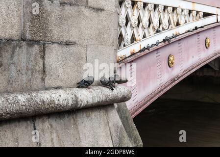 Feral Pigeons (Columba livia domestica) su un ponte di Londra Foto Stock