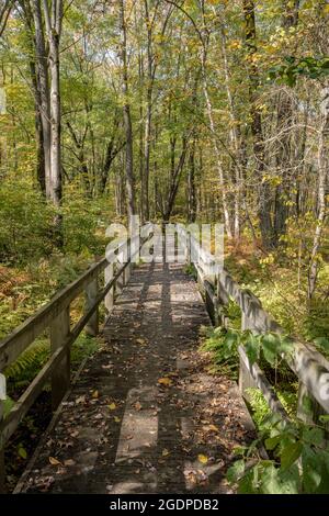 Long Walkway Bridge attraverso Thick Forest Foto Stock