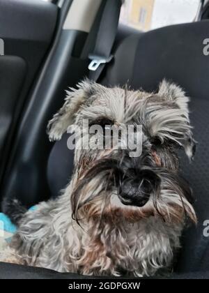 Trasporto del cane in auto. Schnauzer grigio in miniatura seduto su un sedile per auto guardando emotivamente la fotocamera Foto Stock