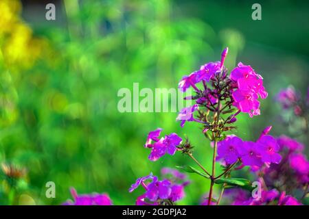 flox tra l'erba in giardino, in estate Foto Stock