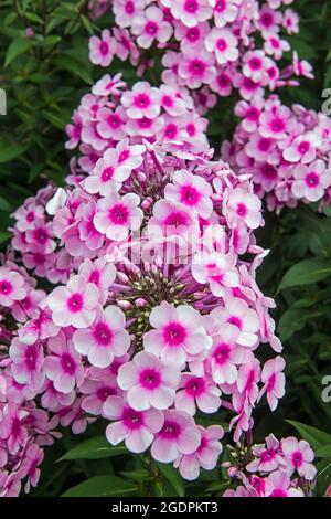 Pink Phlox, famiglia Polemoniaceae, in un giardino di confine durante l'estate Foto Stock