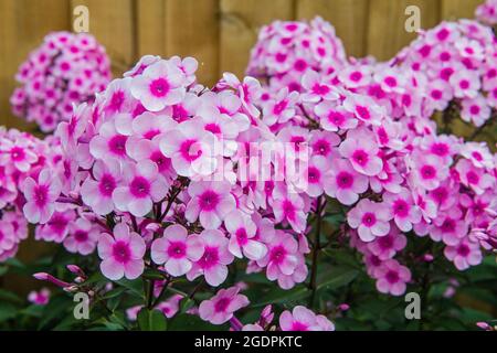 Pink Phlox, famiglia Polemoniaceae, in un giardino di confine durante l'estate Foto Stock