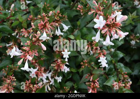 Abelia x grandiflora ‘prostrate White’ Abelia prostrate White – foglie mid green lucide con margini di crema, steli rossi, luglio, Inghilterra, Regno Unito Foto Stock