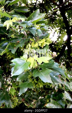 Acer campestre Field acero: Gruppi di semi verdi alati e foglie lobate, luglio, Inghilterra, Regno Unito Foto Stock