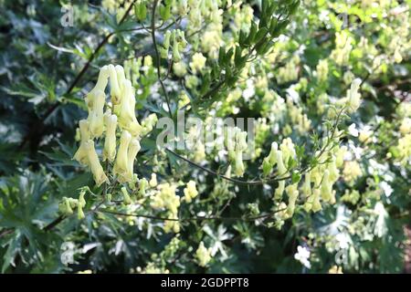 Aconitum lycocctonum subsp napolitanum lupi napoletani bane – fiori di crema tubulari con cappuccio e foglie verdi grigie di palmati, luglio, Inghilterra, Regno Unito Foto Stock