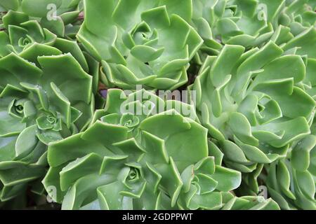 Rosette Aeonium volkeri di foglie verdi fresche a cucchiaio intarcuate a punta, luglio, Inghilterra, Regno Unito Foto Stock