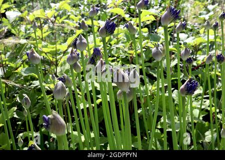 Agapanthus ‘Blue Giant’ African Lily Blue Giant – rotolamenti emergenti di fiori porpora a forma di imbuto su steli spessi, luglio, Inghilterra, Regno Unito Foto Stock