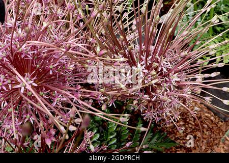 Allium schubertii Schubert’s Allium – Cumulo sferico di base di fiori a forma di stella rosa con steli allungati, luglio, Inghilterra, Regno Unito Foto Stock