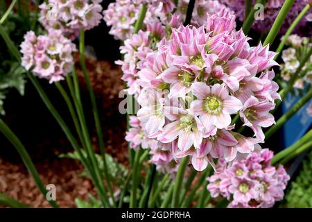 Allium tripedale Nectaroscordum Tripedale – gruppo sferico di fiori bianchi a forma di campana con segni rosa su alti steli spessi, luglio, Inghilterra, Regno Unito Foto Stock