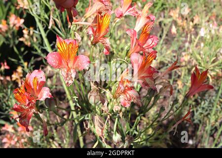 Alstroemeria ‘caramella’ ? Peruvian Lily Candy – fiori rosa corallo a forma di imbuto con lavaggio giallo e flecks rosso scarlatto, luglio, Inghilterra, Regno Unito Foto Stock