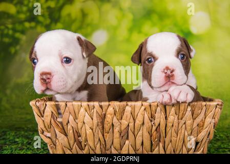 Due divertenti cuccioli American Bullies su sfondo verde Foto Stock