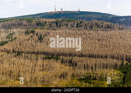 Foresta di ritorno al Brocken nelle montagne di Harz, Germania Foto Stock