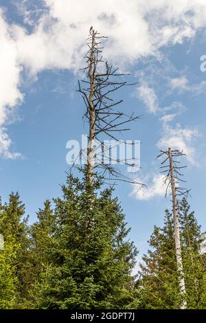 Foresta di ritorno nelle montagne Harz vicino Braunlage, Germania Foto Stock