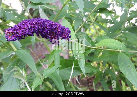 Buddleja davidii ‘Cavaliere Nero’ farfalla cespuglio Cavaliere Nero - lunghi gruppi di piccoli fiori viola profondi con centro arancione, luglio, Inghilterra, Regno Unito Foto Stock