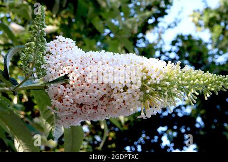 Buddleja davidii ‘White profusion’ farfalla cespuglio Bianco profusione - lungo gruppo conico di piccoli fiori bianchi con centro arancione, luglio, Inghilterra, Regno Unito Foto Stock