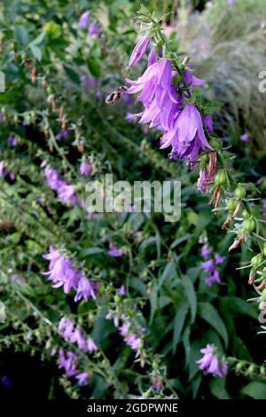 Campanula rapuncoloides Creeping Bellflower – densi racemi di penduli fiori violetti a forma di campana su steli alti, luglio, Inghilterra, Regno Unito Foto Stock