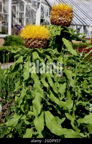 Centaurea macrocephala gigante mutandina – corona di fiori gialli tubolari in cima a calice tipo basket e foglie ondulate su steli alti, luglio, Inghilterra, Regno Unito Foto Stock