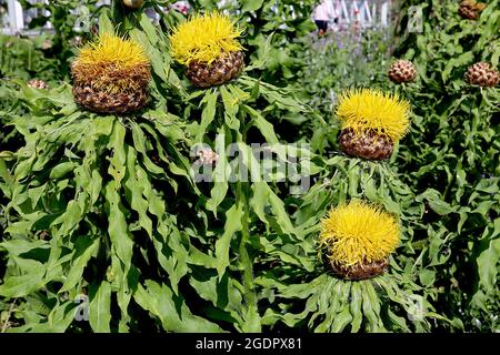 Centaurea macrocephala gigante mutandina – corona di fiori gialli tubolari in cima a calice tipo basket e foglie ondulate su steli alti, luglio, Inghilterra, Regno Unito Foto Stock