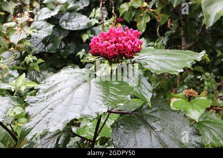 Clerodendrum bungei BOCCIOLI DI FIORI rosa fiore rosa fiore – grappoli verticali di boccioli di fiori rosa cremisi in cima grande ampia ovata foglie verde scuro, luglio, Regno Unito Foto Stock