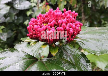 Clerodendrum bungei BOCCIOLI DI FIORI rosa fiore rosa fiore – grappoli verticali di boccioli di fiori rosa cremisi in cima grande ampia ovata foglie verde scuro, luglio, Regno Unito Foto Stock