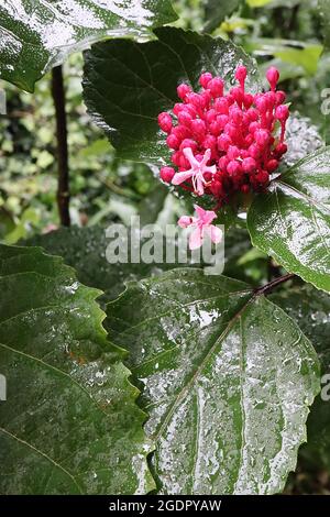 Clerodendrum bungei BOCCIOLI DI FIORI rosa fiore rosa fiore – grappoli verticali di boccioli di fiori rosa cremisi in cima grande ampia ovata foglie verde scuro, luglio, Regno Unito Foto Stock