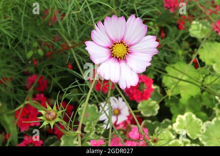 COSMOS bipinnatus ‘Candy Stripe’ fiori bianchi a forma di ciotola con margini di cremisi e foglie di piuma, luglio, Inghilterra, Regno Unito Foto Stock