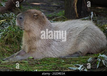 Il roditore più grande, il capybara, si trova sull'erba verde. Il capybara squints contro il sole. Rilassati. Primo piano ritratto di un animale Foto Stock