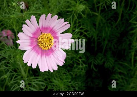 COSMOS bipinnatus ‘Pink Popsocks’ fiori ROSA pallido a forma di ciotola con alone rosa scuro e foglie di piuma, luglio, Inghilterra, Regno Unito Foto Stock