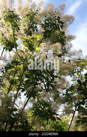 Cotinus coggygria ‘Golden Spirit’ fumo tree Golden Spirit - soffice verde pallido pink-papped fiori trasparente maroon viola foglie, luglio, Inghilterra, U. Foto Stock