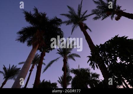 Albero di palma nella retroilluminazione. Silhouette di palme. Palme da datteri contro il cielo retroilluminato. Foto Stock