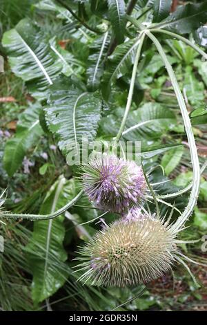 Dipsacus Fullonum la teasella di Fuller – bratte ovoidi con fiori di lavanda tubolari sottili, luglio, Inghilterra, Regno Unito Foto Stock